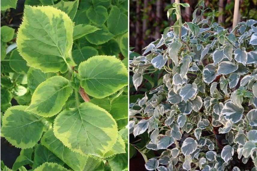 feuillages hydrangeas grimpants panachés