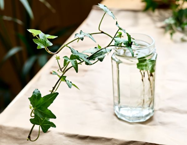 Comment multiplier le lierre ?