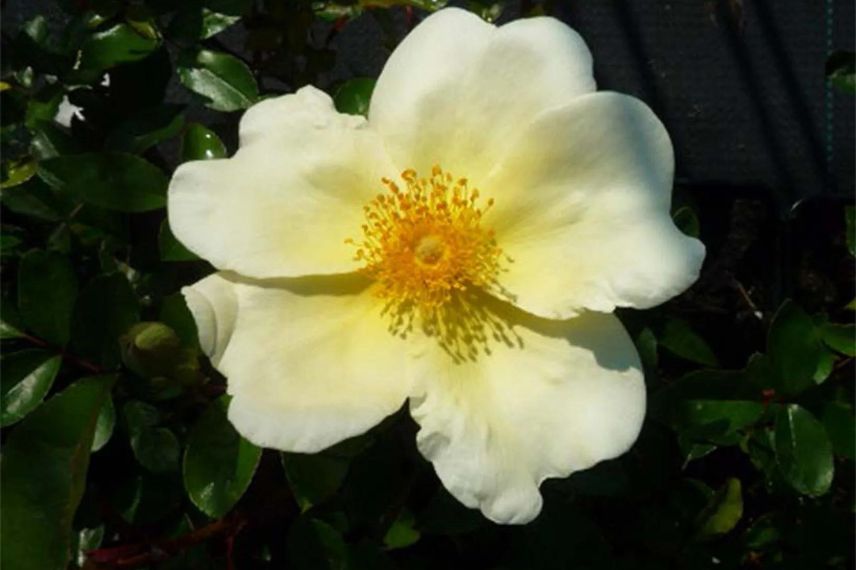 fleur jaune simple de rosier