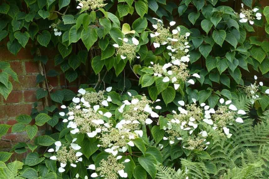 Schizophragma hydrangeoides