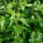 L'arroche en cuisine : recettes végétales d'un légume ancien à redécouvrir