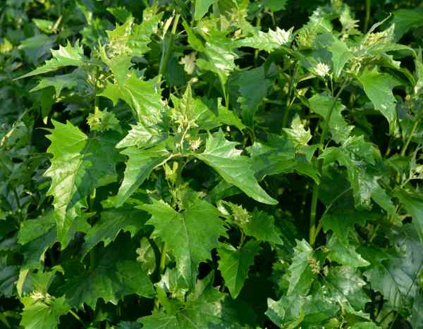 L'arroche en cuisine : recettes végétales d'un légume ancien à redécouvrir