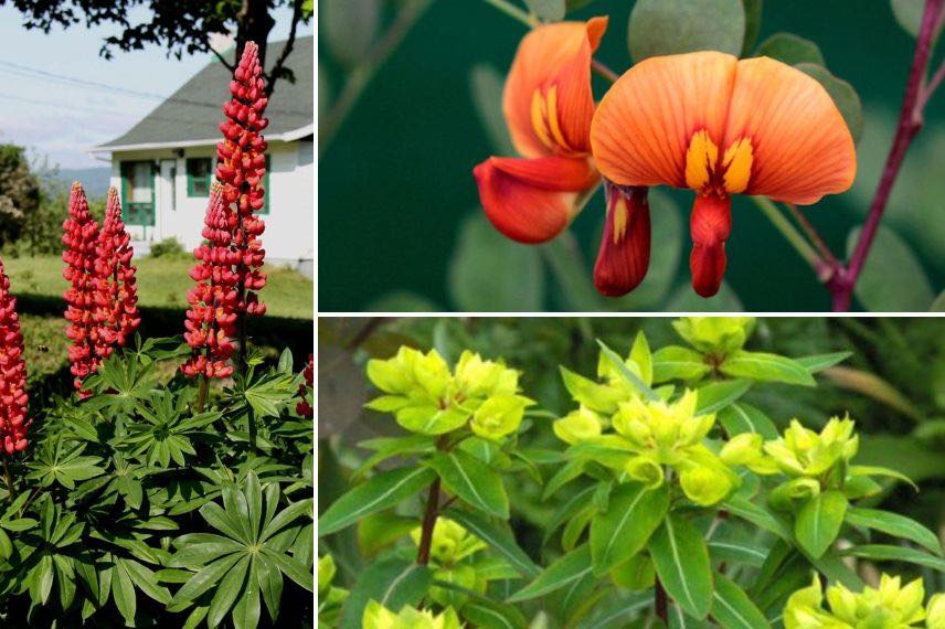 fleurs jaunes et rouges