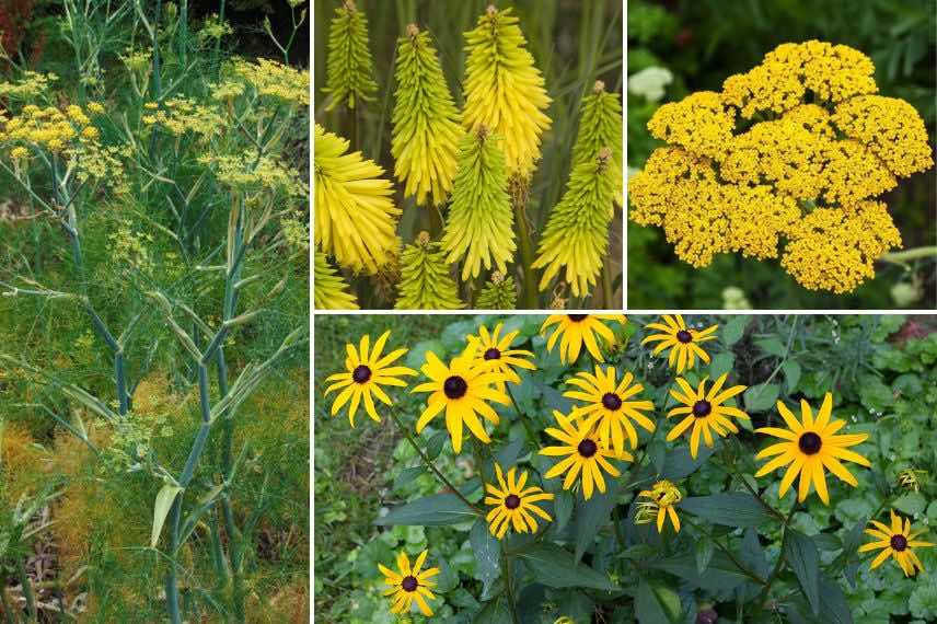 camaïeu de fleurs jaunes