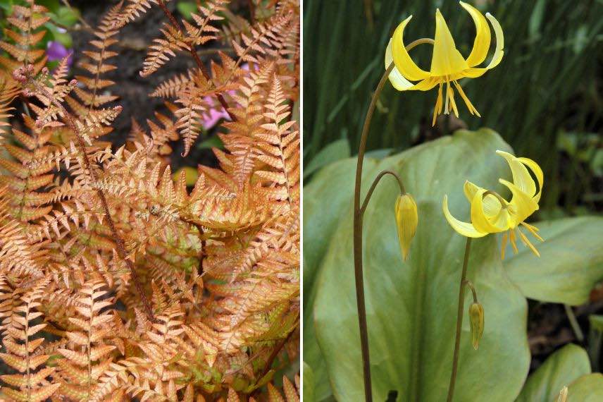 fleur jaune et feuillage cuivré