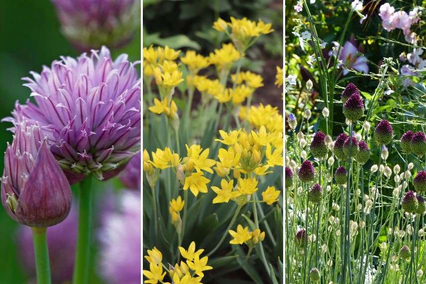 fleurs mauves, pourpres et jaunes d'allium