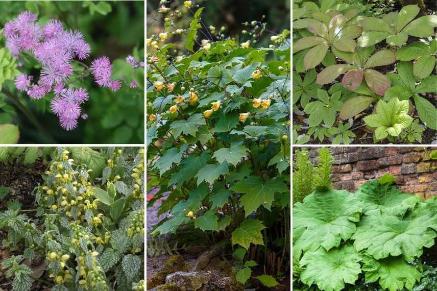 massif mi-ombre et fleurs jaunes
