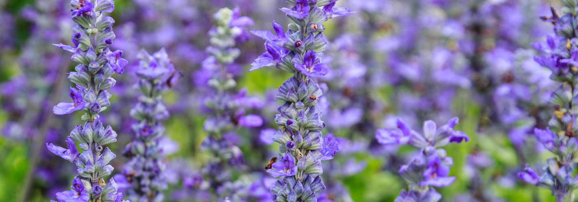 Fleurs violettes et mauves : comment les associer pour les mettre en valeur ?
