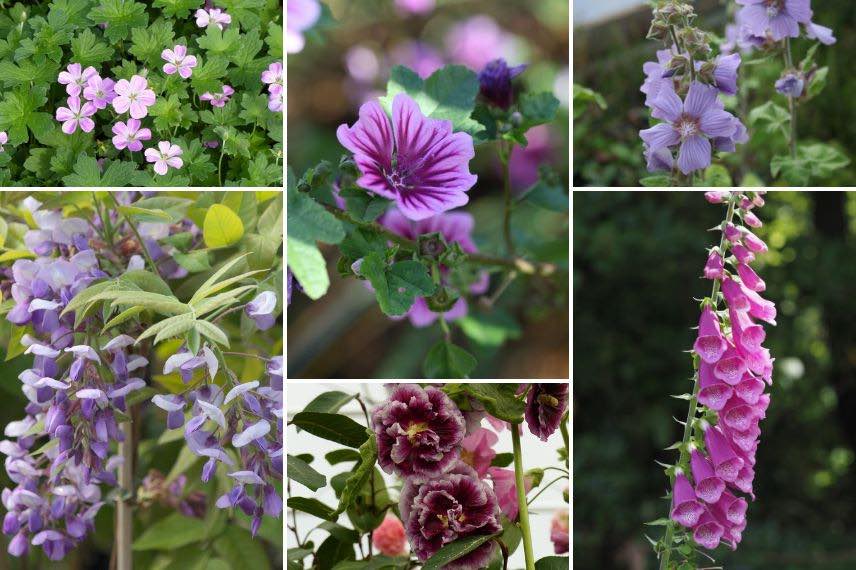 fleurs violettes et roses