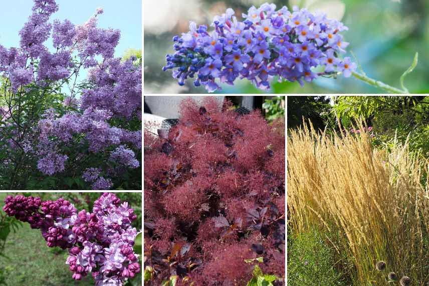 arbustes à fleurs violettes