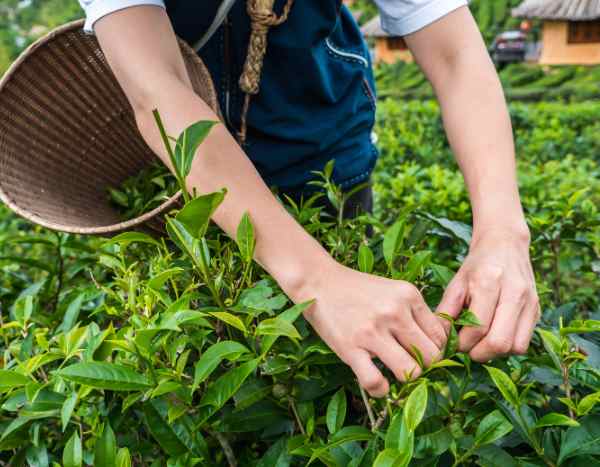 Cultiver du thé en France, c’est possible ?