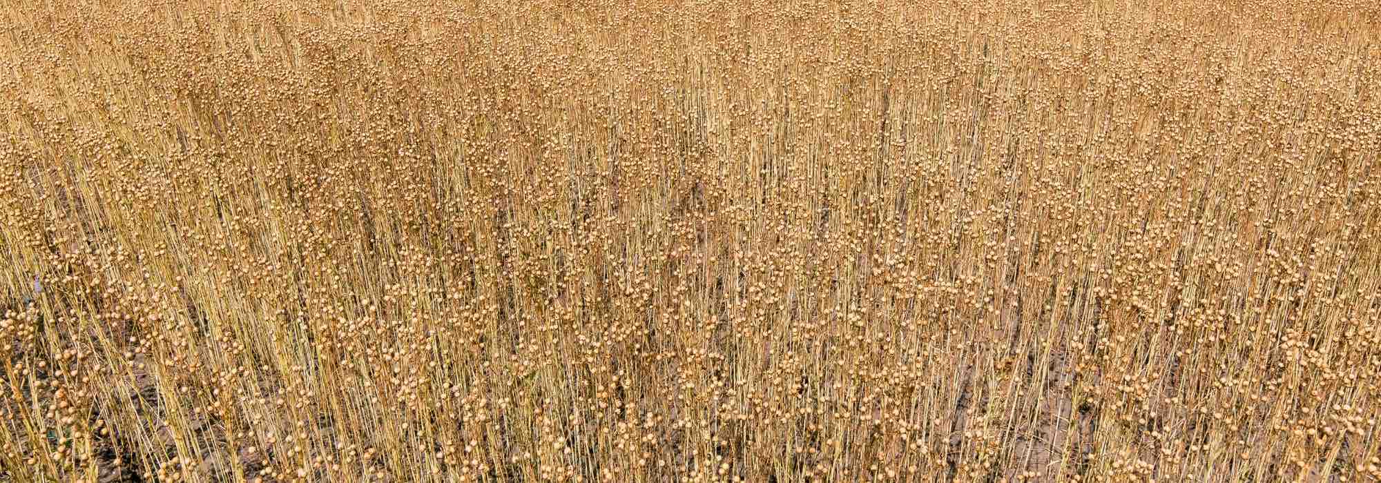 Pourquoi choisir le paillis de lin pour votre jardin ?