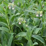 Les plantes stimulantes à utiliser en purin et décoction pour booster vos cultures