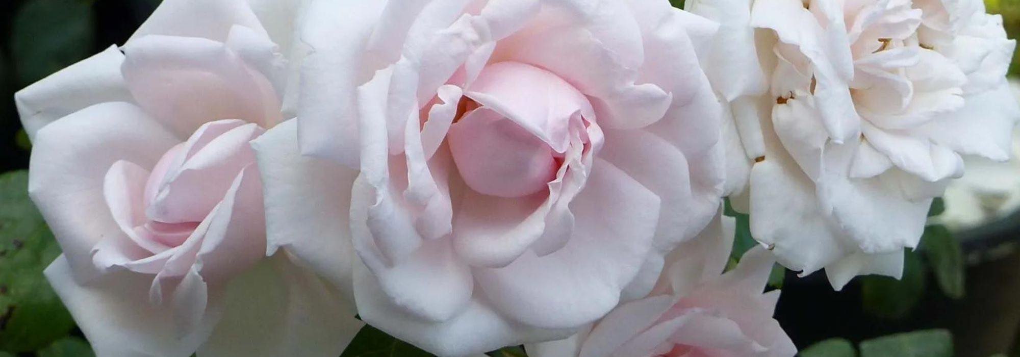 Cultiver des rosiers à mi-ombre : c'est possible !