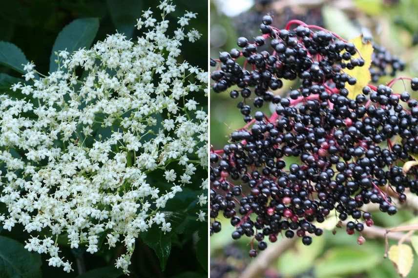 sureau noir fleurs et fruits