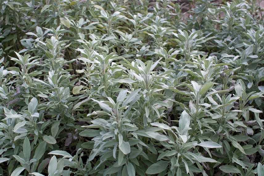 sauge officinale