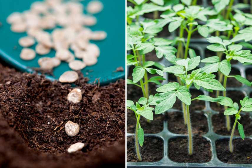 semis tomates sans eau