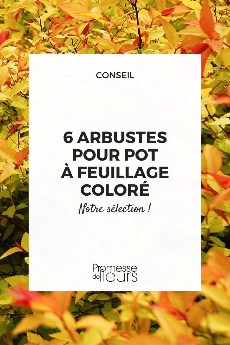 des feuillages colorés pour la terrasse et le balcon