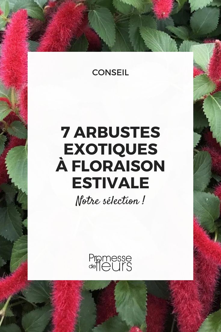 Acalypha pendula ‘Foxie'