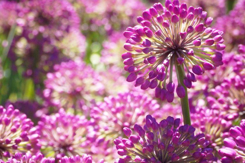 fleurs roses d'ail d'ornement