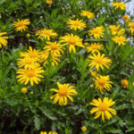 Comment bouturer l'Euryops ?