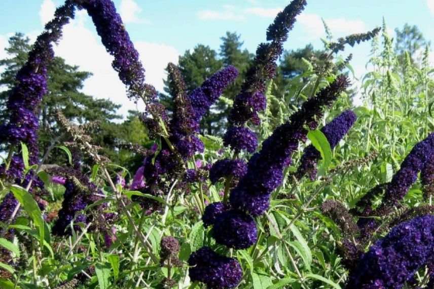 fleurs violettes de Buddleia