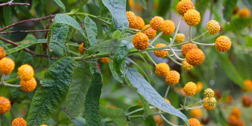 La floraison en sphères orangées du Buddleja globosa