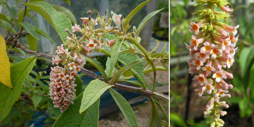 La floraison du Buddleja macrostachya