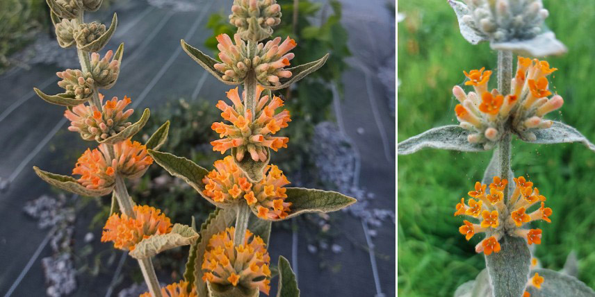 La floraison du Buddleja 'Orange Sceptre'