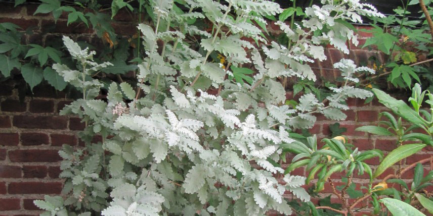 Le feuillage argenté du Buddleja 'Silver Service'