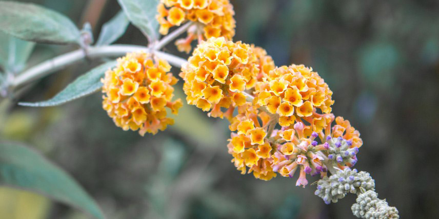 Les fleurs orangées du Buddleja x weyeriana ‘Sungold’