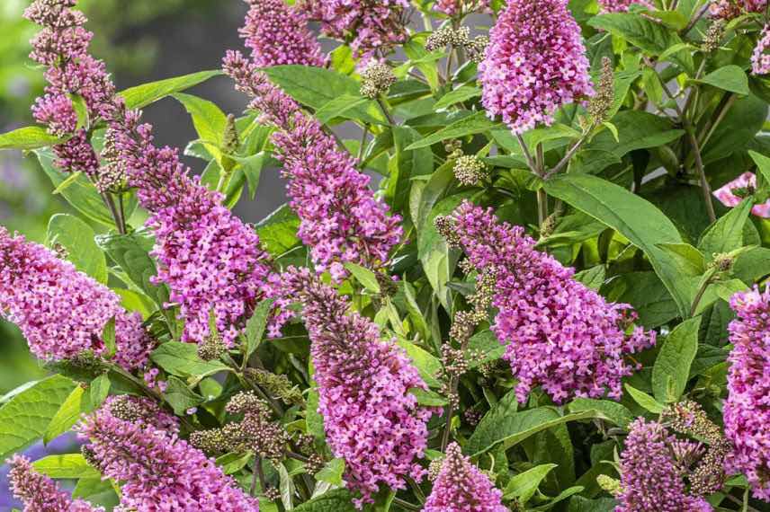 fleurs roses d'arbre à papillons