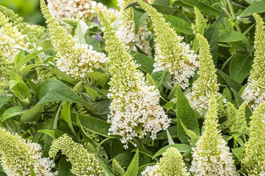 fleurs blanches de buddleia