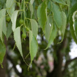 Micocoulier de Provence : plantation, culture, entretien