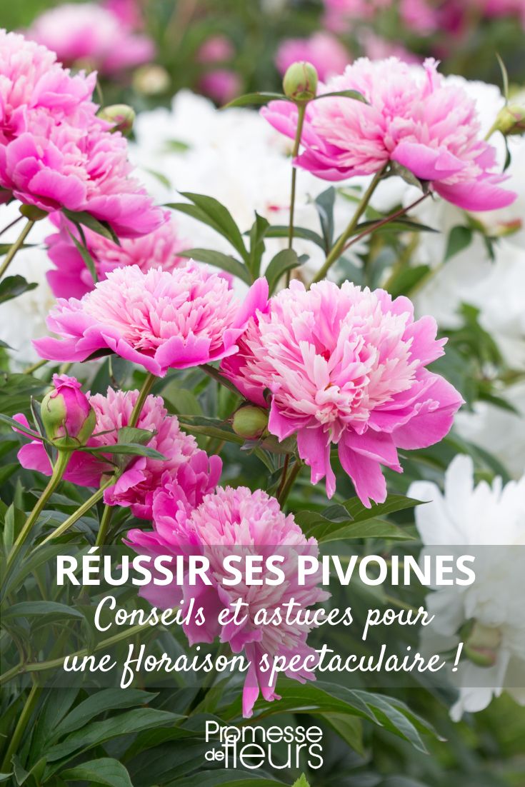 conseils pour voir fleurir ses pivoines