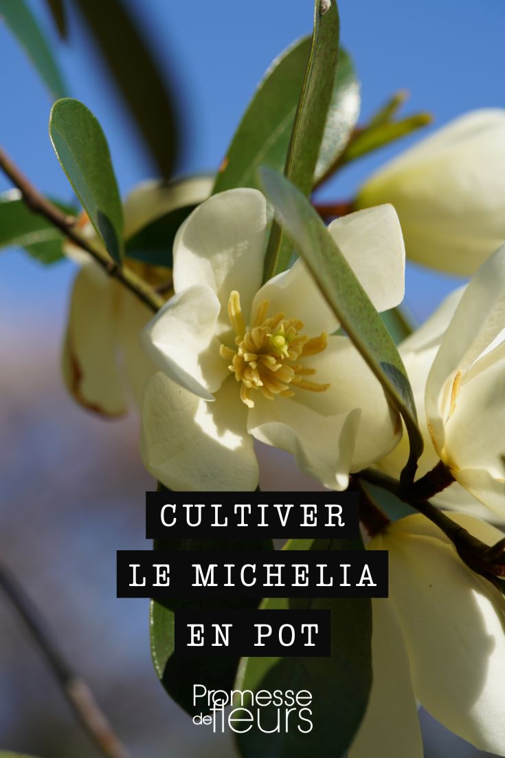 cultiver le michelia en pot