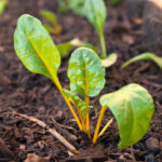 Comment semer les blettes ?