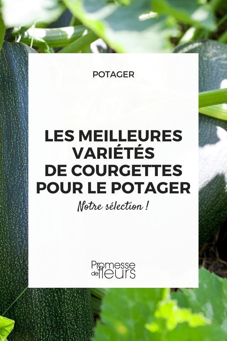 nos meilleures variétés de courgette