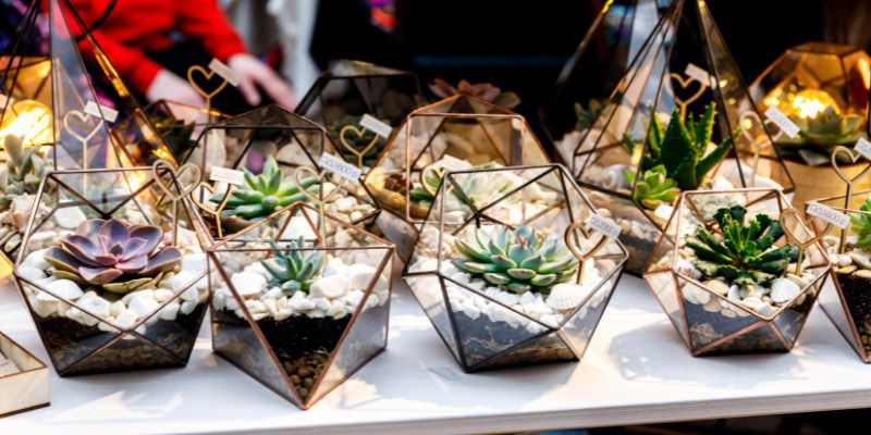 Terrarium plantes succulentes