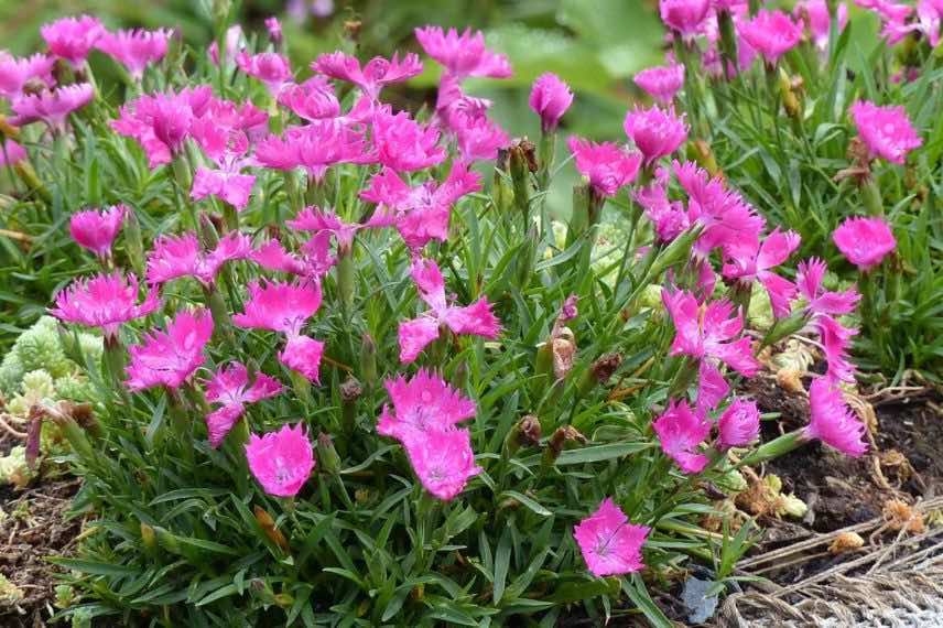 fleurs roses d'œillet