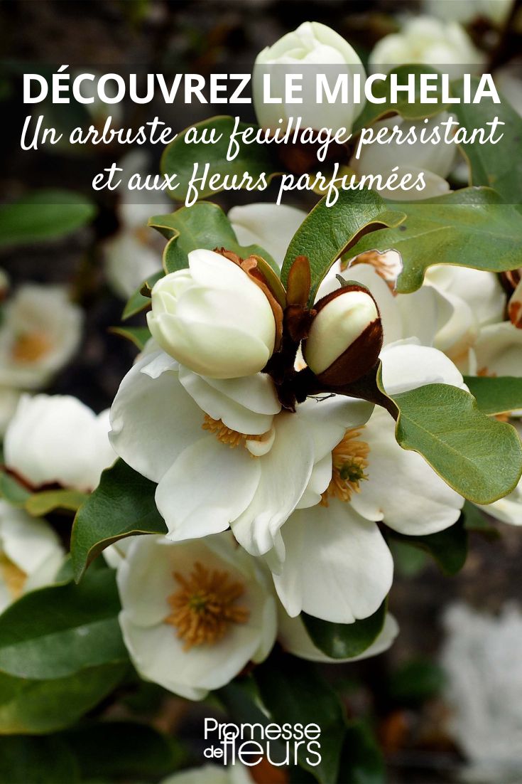 Michelia yunnanensis Gail s Favorite