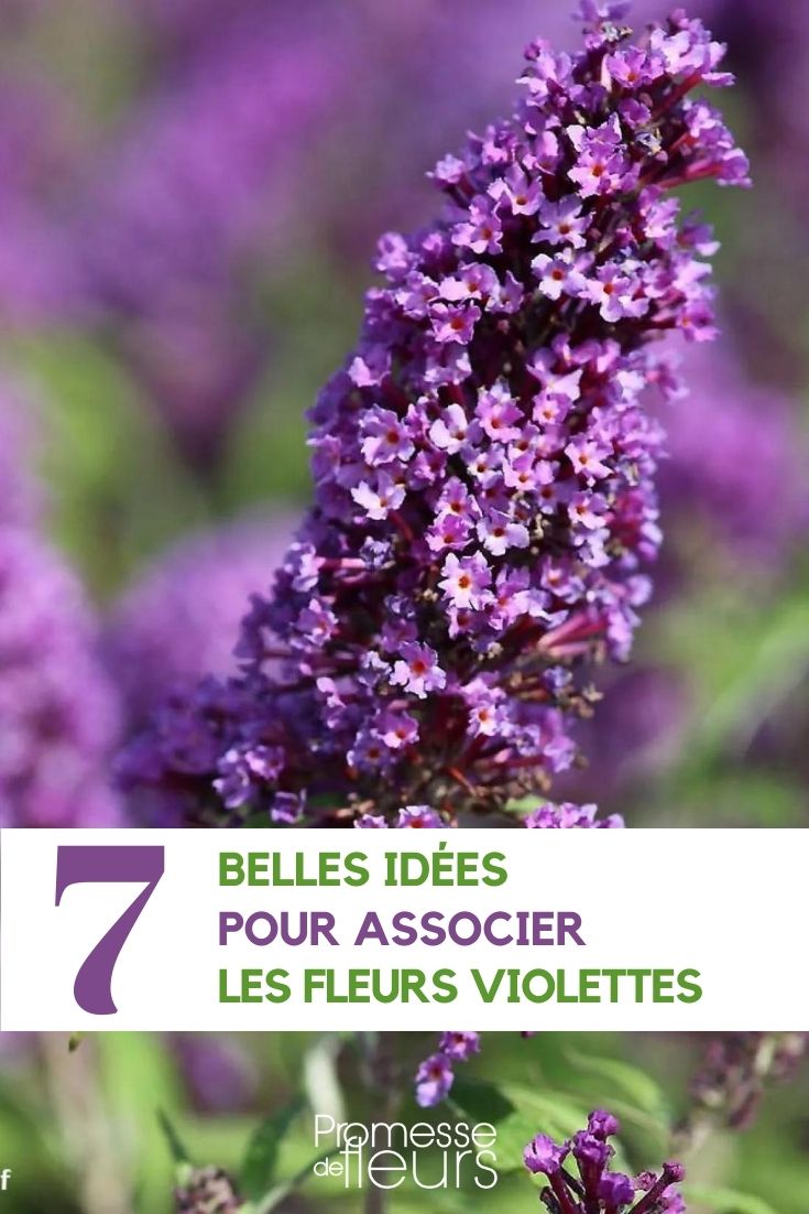 Buddleia davidii Purple Emperor