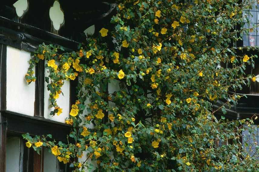 Fremontodendron californicum