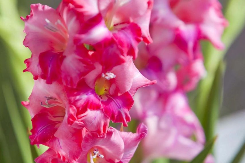 fleur rose de glaieul