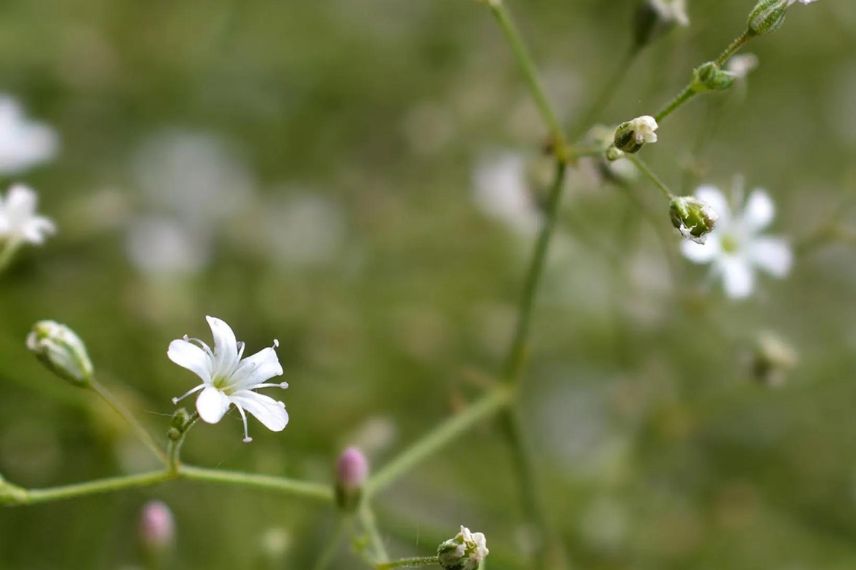 fleurs blanches de gypsophile