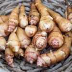 L'hélianthi : comment le récolter, le conserver et le cuisiner ?