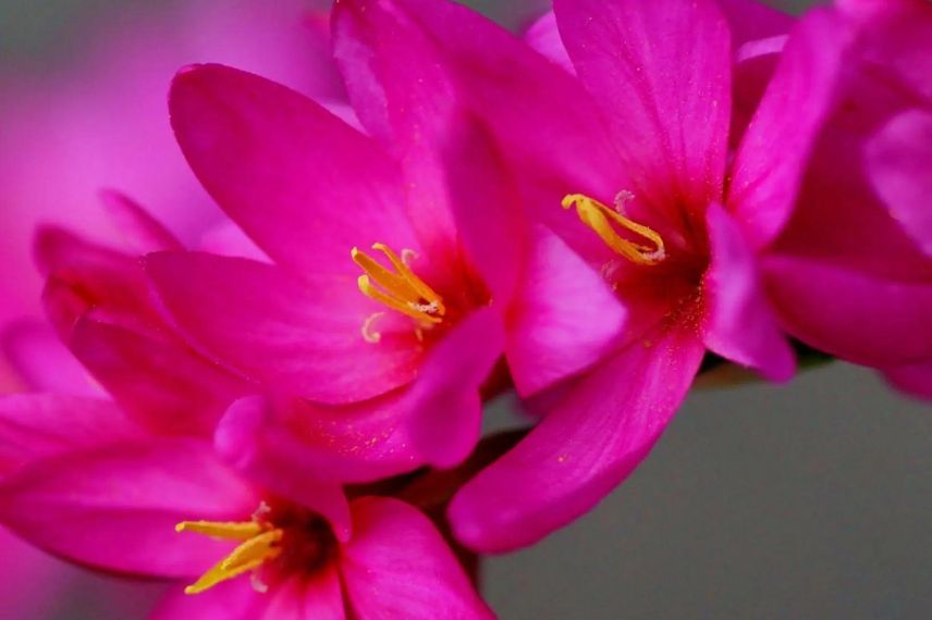 fleurs roses de lis des blés