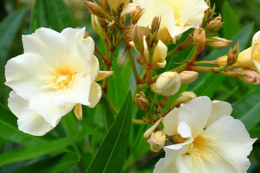 fleurs jaunes de laurier rose Luteum Plenum
