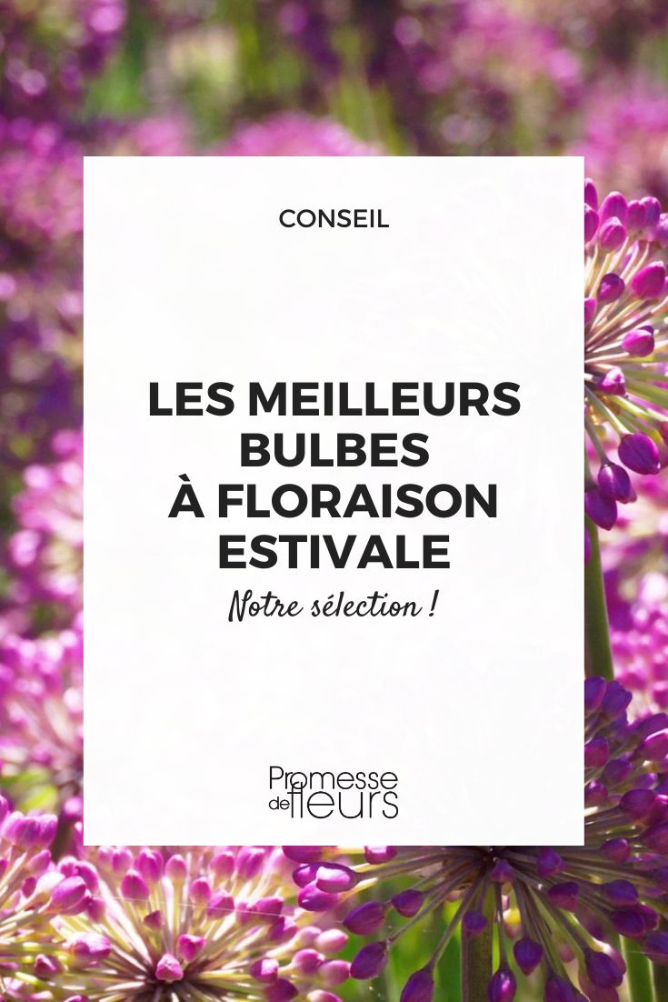 ail d'ornement Lavender Bubbles