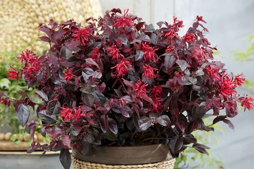 Feuillage et fleur de Loropetalum chinense 'Ever Red'